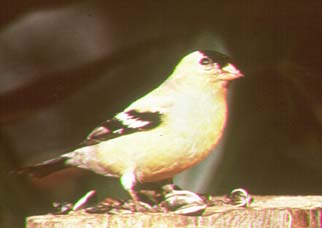 goldfinch.jpg