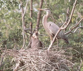 blue heron.jpg