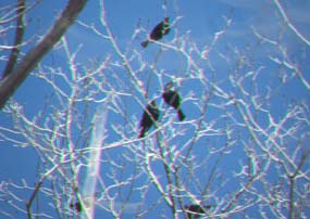 brown-headed cowbirds.jpg