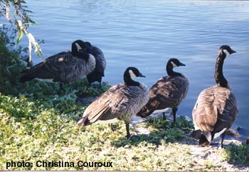 canada goose.jpg
