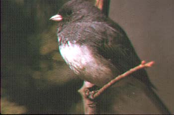 Dark-eyed Junco.jpg