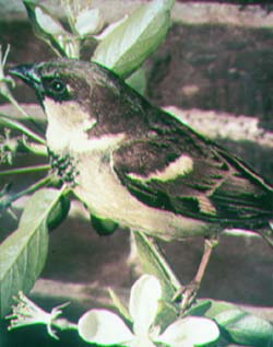house sparrow.jpg