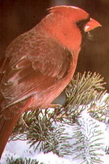 Cardinal.jpg