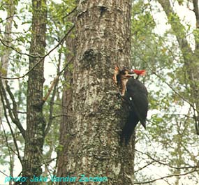 pileated woodpecker.jpg