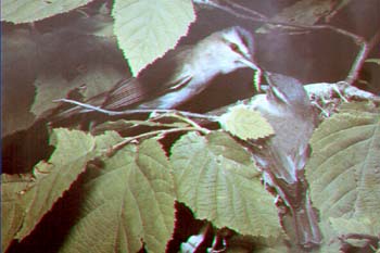 red-eyed vireo.jpg