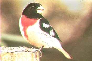 Rose-breasted Grosbeak.jpg