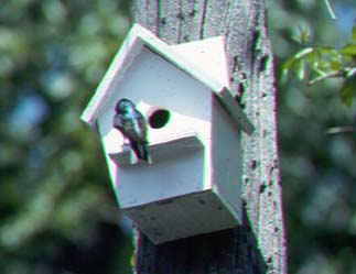 tree swallow.jpg
