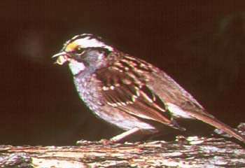 White-throated Sparrow.jpg