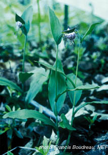 ram's-head lady's-slipper.jpg