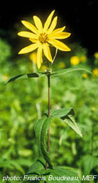 woodland%20sunflower.jpg