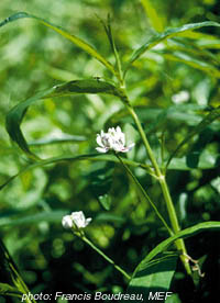water-willow.jpg