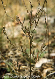 polygonum.jpg