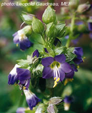 jacob's ladder.jpg