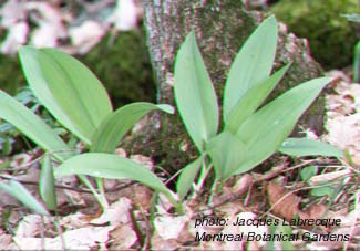 small white leek.jpg