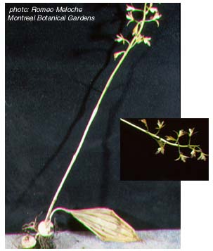 putty root.jpg