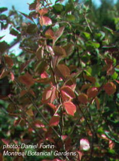 fragrant sumac.jpg