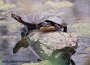 tortue peinte.jpg