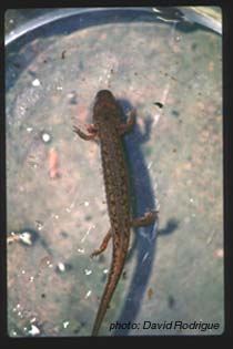 salamandre à deux lignes.jpg