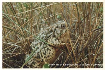 crapaud d'Amérique