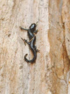 salamandre à points bleus.jpg
