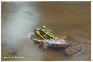 grenouille verte.jpg