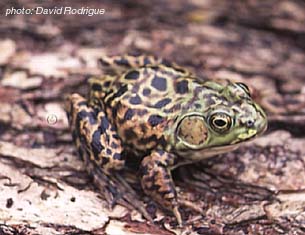 grenouille du nord.jpg