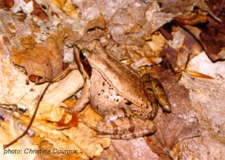 grenouille des bois.jpg