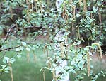 yellow birch.jpg