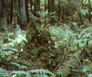 ferns.jpg