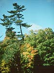 white pines.jpg