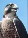 peregrine.jpg