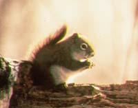 red squirrel.jpg