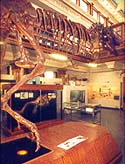 albertosaurus.jpg