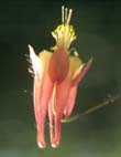 wild columbine.jpg