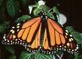 monarch.jpg