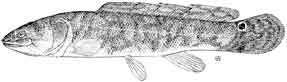 poisson-castor.jpg
