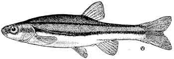 northern redbelly dace.jpg