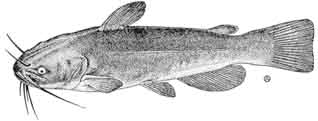 barbotte brune.jpg