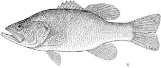 achigan à grande bouche.jpg
