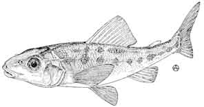 trout-perch.jpg