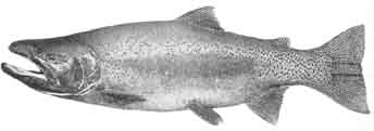 rainbow trout.jpg