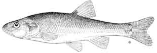 creek chub.jpg