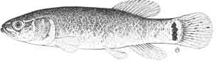 central mudminnow.jpg