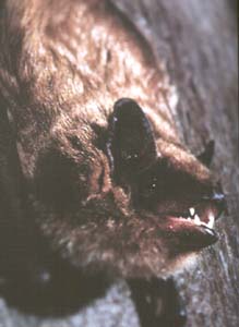 little brown bat.jpg