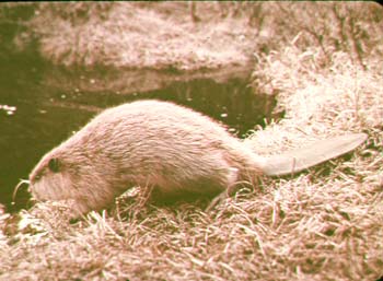beaver.jpg