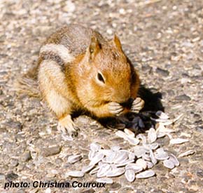 chipmunk.jpg