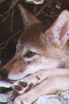 coyote.jpg