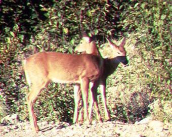 deer.jpg