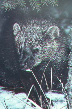 fisher.jpg