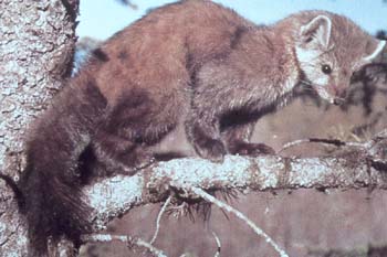 marten.jpg